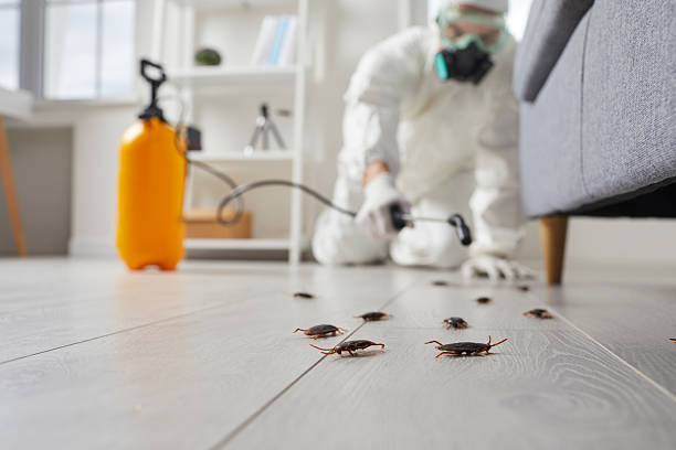 Commercial Kitchen Cockroach Control in Hickory